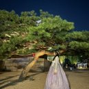 경복궁 야간관람 후기 (한복소녀에서 대여하고 무료입장, 아이폰야간사진 팁)