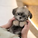 광주강아지분양 고양이분양 미유펫 본점 | 장흥애견분양 미유펫에서 느낀 전문성과 신뢰 (영암, 해남)