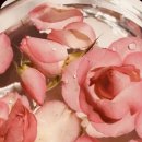 레드로즈 이미지