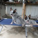 DOG PC 이미지