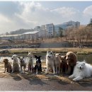 굿데이독 케어센터 이미지