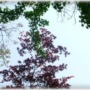 평화바람