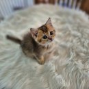 오즈캣 DMC점 이미지