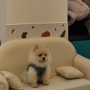 아이조아펫파크 대구점 이미지