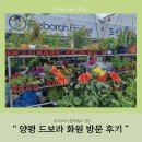 화원) 다양한 꽃이 많은 양평 드보라 화원 꽃집 방문후기
