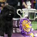 트루디독 이미지