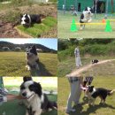 충성농장 이미지