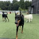 퍼피스카우트 이미지