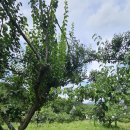 수청리농장 이미지