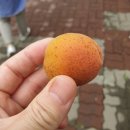 씽씽과일