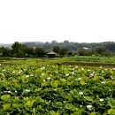 내동마을 이미지