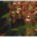 꽃보다 보세 이미지