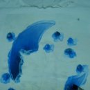 달과고양이 이미지