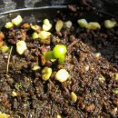 황금종1 이미지