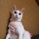 착한 고양이 이미지