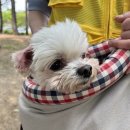 행복한댕댕이 Daum카페