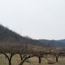 자두마을 이미지