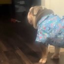 삐돌이네 이미지