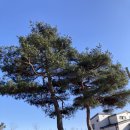 소나무보리밥상 이미지
