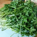 은행정천 이미지