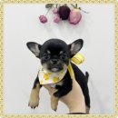 드림독 강아지 고양이 안심분양센터 시흥점 | 시흥강아지분양 보더콜리 현명했죠