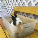 숲속농장 | 강원도 평창 대관령 동물농장 ‘숲속에 동물농장’ 내돈내산 후기