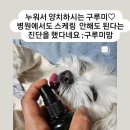 주식회사 펫과의 동행 이미지