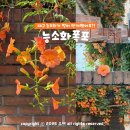 골목길주 | 대구 김광석길 대봉동 능소화폭포 실시간 벌써 만개중! 주차 포토존 위치