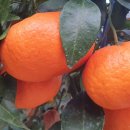 철이농장 이미지