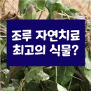 조루자연치료에 최고인 이 열매는 무엇일까요? 이미지