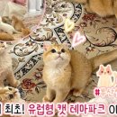 브룩스캣슬 이미지