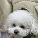 코코가방 이미지
