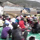 파주유황삼채 이미지