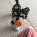 댕댕이미용 이미지