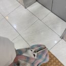 이마트24 영종하늘도시점 | 영종 24시 동물병원 하늘도시 24시이은동물의료센터 강아지등경련 진료 후기