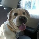 개와고양이 이미지