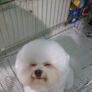 누리예 이미지