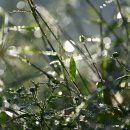 내리저수지 이미지