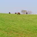 경천 목장 | 배꽃을 찾아 안성목장을 거쳐서,..