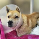 The Man's Dog 이미지