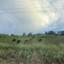 넘버25시그니처호텔 대청점 | 빅아일랜드 힐로 호텔 후기 :: 그랜드 나닐로리아 오션뷰, 체크인, 리조트피, 주차비, 하와이 신혼여행