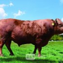 한우왕 축산 이미지