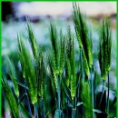 희망의 메시지 이미지