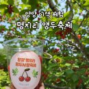 양양 여행 &lt;명지리 앵두사랑축제&gt; 후기(앵두따기/앵두주&amp;앵두청 만들기 체험)