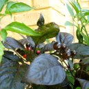 안녕, 후추 이미지