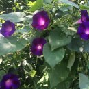 자양초등학교 이미지