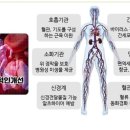 침묵의 장기- 신장을 지켜주세요. 이미지