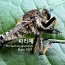 파리매 이미지
