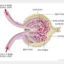 사구체여과율(eGFR) 이미지