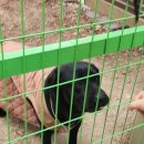 오리궁디가든 | 포천데이트 마이애니멀스토리 in 평강랜드 방문후기 | 테디베어소 블랙노즈양 레츠고 !!!